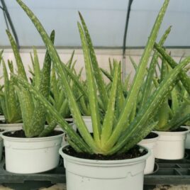 Aloe vera – pot 0.9L