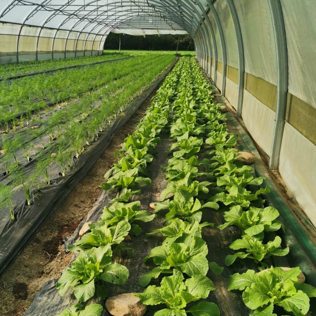 serre de production de légumes