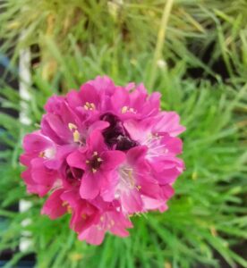 fleur armeria maritima