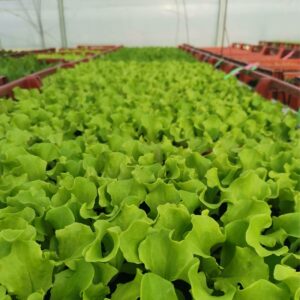 plants bio salade