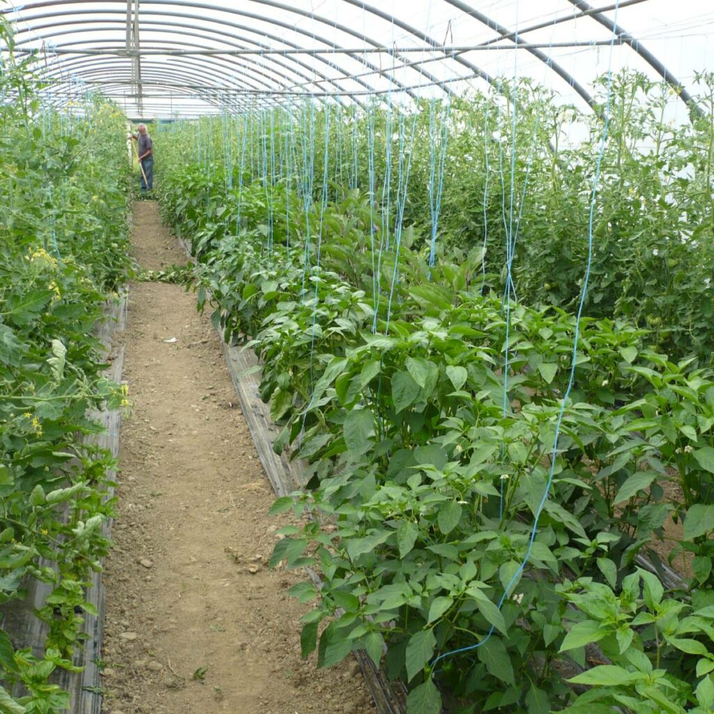 serre de tomate et poivron