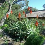 massif aloe arborescens