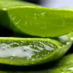 coupe de feuilles d'aloe vera