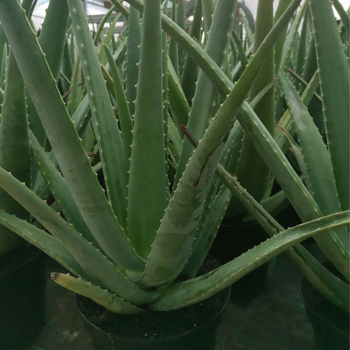 aloe vera